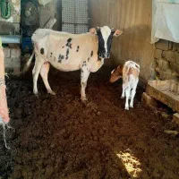 فروش دو گاو دورگ با گوساله نر