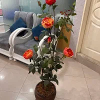 فروش آینه و کنسول ارایشگاهی دوعدد و آینه چراغدار|آرایشگاه و سالنهای زیبایی|ساری, |دیوار