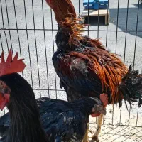 خروس لاری اصیل|حیوانات مزرعه|شیراز, فرهنگ شهر|دیوار