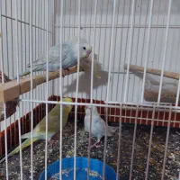 جوجه المانی