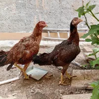 دوعددمرغ لاری سالم وسرحال