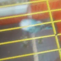 یک عدد مرغ عشق ماده ۲ ماه هست