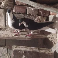 شیخی بیگولی|پرنده|بناب, |دیوار