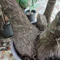 یوکا تنه بنسای و بابا آدم غول پیکر