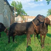 قوچ نژاد کرد اصیل هیکلی نژاد دار