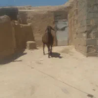 بره نر