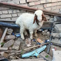 بره.میش.بز.بیگ