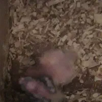 عروس هلندی|پرنده|اصفهان, ارداجی|دیوار