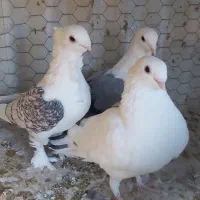 کبوتر ساتن و کبوتر تهرانی و دوکت