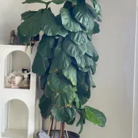 گل آپارتمانی فیکوس
