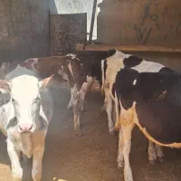 گوساله سیمنتال داشتی