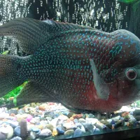 ماهی فلاور هورن