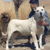 سگ ماده سرابی توله کشی