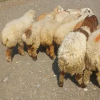 بره فروشی