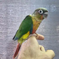 گرینچیک و راهب و عروس سرلاکی و تازه دونخور