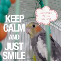 طوطی عروس گمشده