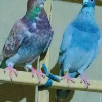 کبوتر پلاکی