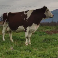 گاو سیمینتال فلک فی