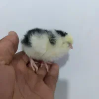 جوجه گلین محلی یکروزه