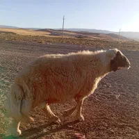 ورن سنجابی اصل|حیوانات مزرعه|کوزران, |دیوار