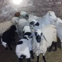 گوسفندمیش وبره