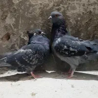 ۲تا کبوتر ماده زاغ پرشی