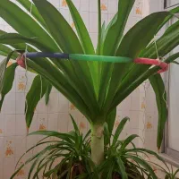 گل سوسن خیای بزرگ وگل خنجری بزرگ