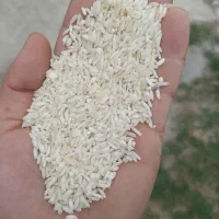 برنج هاشمی اقتصادی (قلوه)