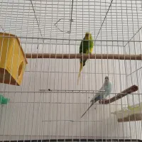 مرغ عشق|پرنده|مشهد, نیزه|دیوار