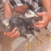 مرغ وخروس لاری