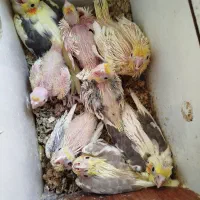 فروش جوجه عروس هلندی