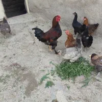 مرغ رسمی