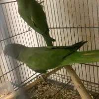 ملنگو|پرنده|اهواز, امانیه|دیوار