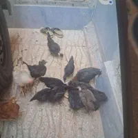 جوجه مرغ