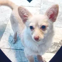 شیبابا شناسنامه دار فوری فوری