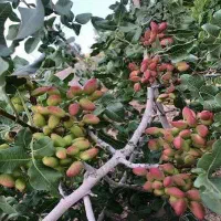 کود ۱۰۰٪طبیعی/۳ برابر شدن محصول