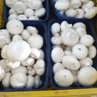 قارچ خوراکی