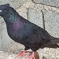 کبوتر رنگی و پلاکی قیمت مفت