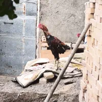 خروس لاری فروشی افغان تاج مهر