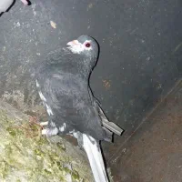 خوشرنگ سیاه نر