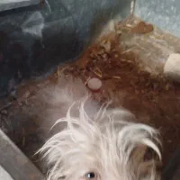 سگ زینتی|سگ|آران و بیدگل, |دیوار