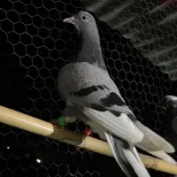 کبوتر توضیحات خونده بخونید