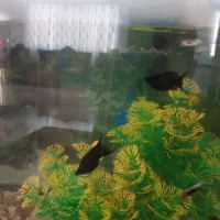 ماهی آکواریوم