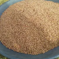 بذر گندم سرداری