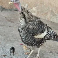 یک عدد بوقلمون با دو عدد جوجه لری