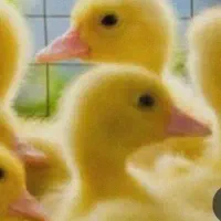انواع جوجه با کیفیت