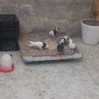 فروش ۵ کفتر به شرط