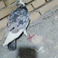کفتر شازده بغدادی
