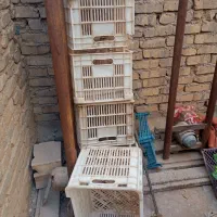 سبد گوجه