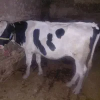گاو و گوساله